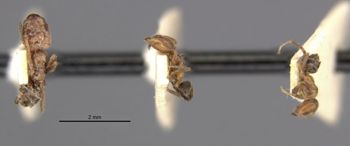 Media type: image;   Entomology 21333 Aspect: habitus lateral